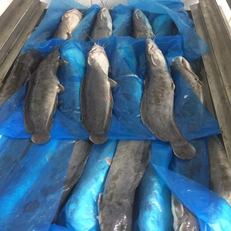 Good Sale Export Whole Round 1- 2kg Land Frozen Catfish