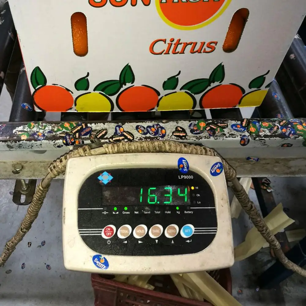 Fresh Juicy Oranges | Valencia and Navel | Egyptian Product