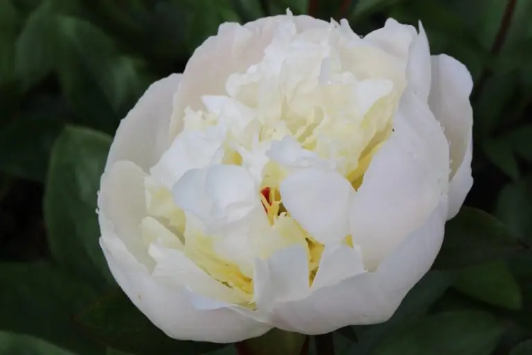 Оптовая продажа свежие настоящие цветы Высококачественные режущие