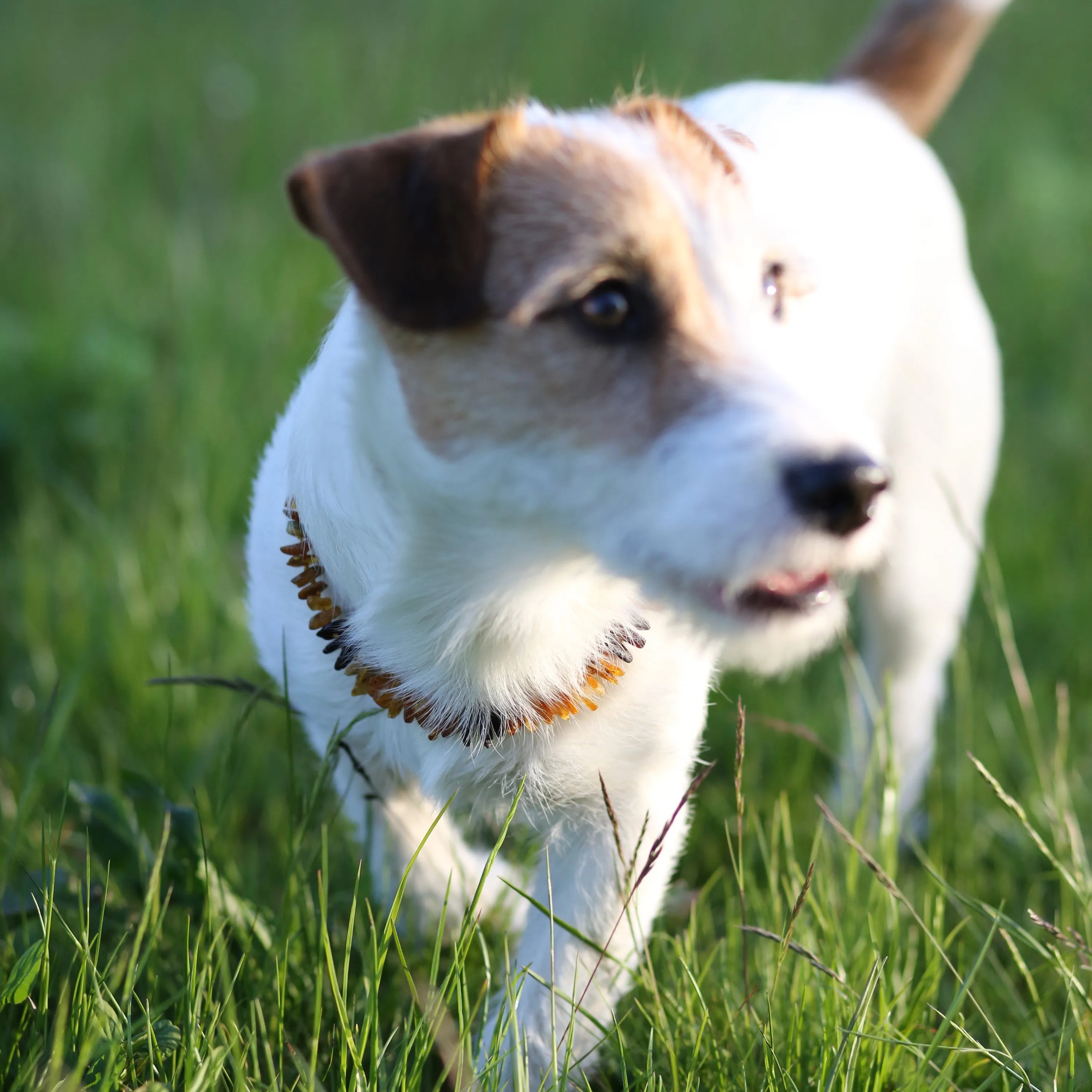 Amber Pet Necklaces for Cats and Dogs, Raw Amber Beads, Various Lengths