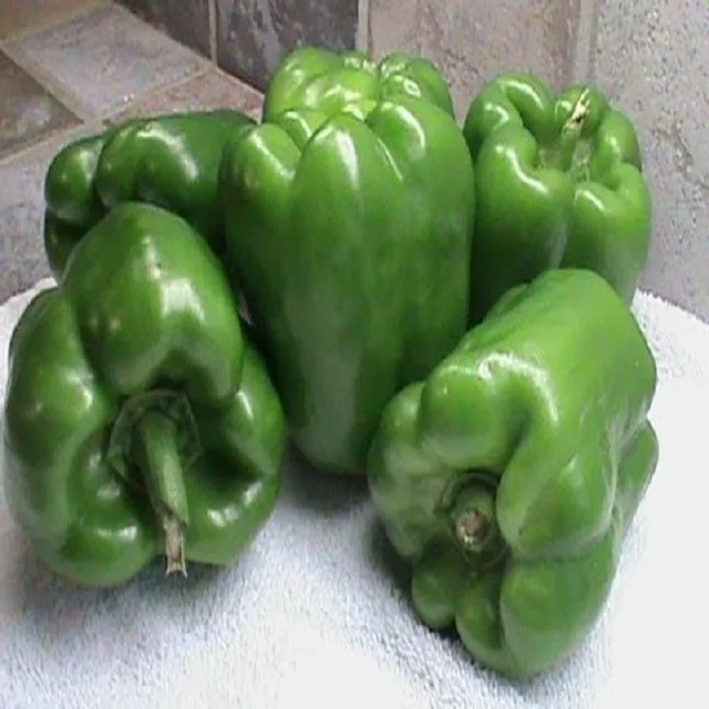 
Wholesale Capsicum / Fresh Capsicum Vegetable / Fresh Bell Pepper India 
