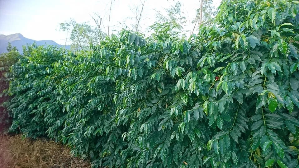 Best Bulk Green Raw Arabica Coffee Beans Sample Provided