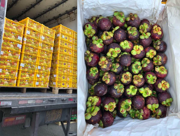 Вьетнамский мангостин со стандартным экспортным качеством экспортируется в ЕС США Азию и другие рынки