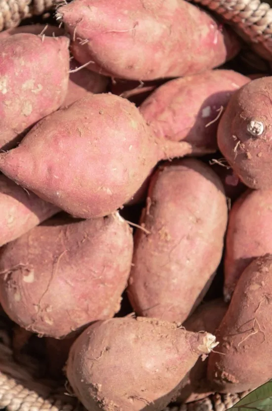  Популярный японский сладкий картофель из Вьетнама по лучшей цене 1 доллар за 2 кг 2021 г. София + 84 789946878