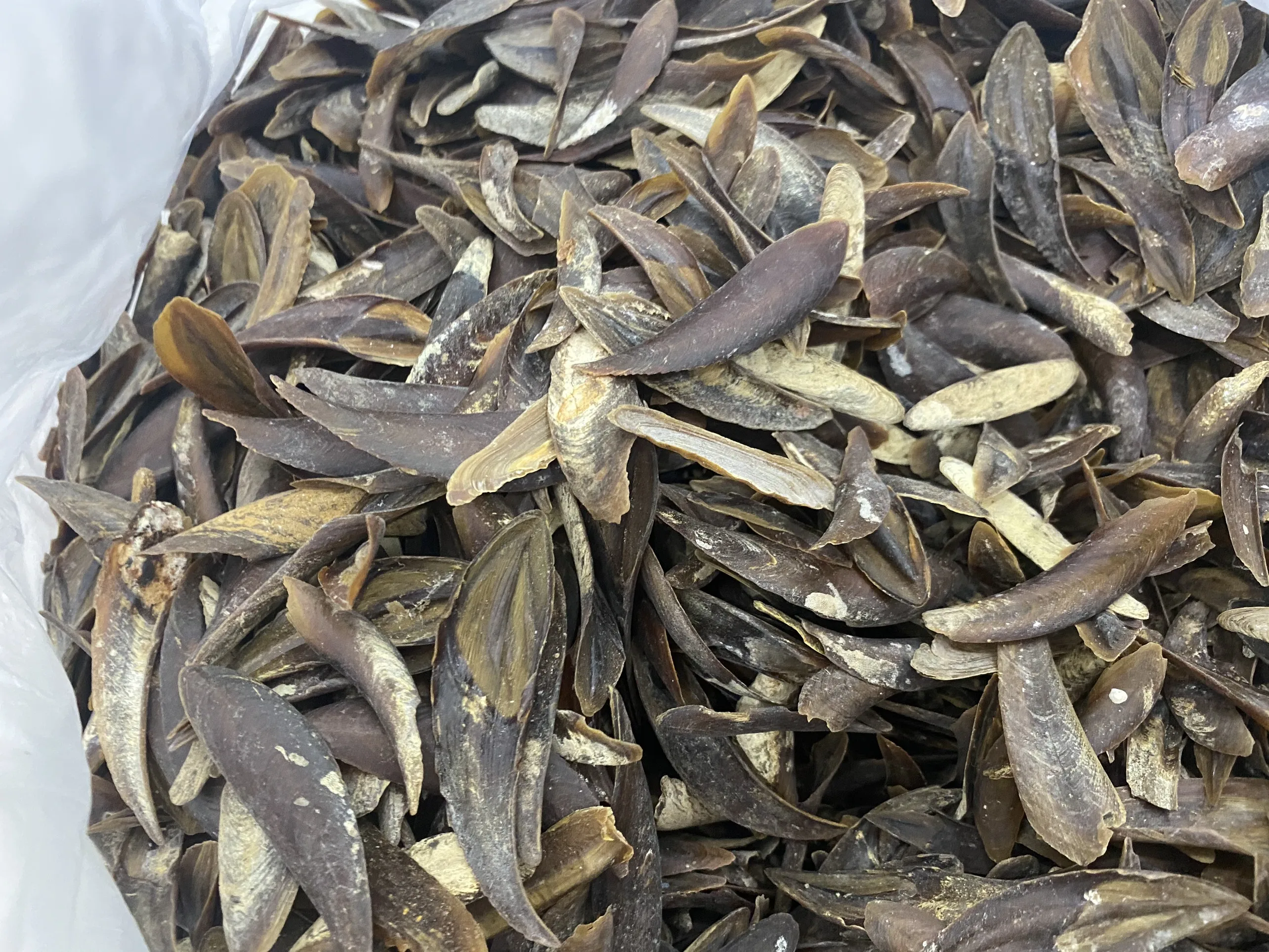 Высококачественная раковина из мурекс-оперкулума с большим количеством и лучшей ценой Вьетнама