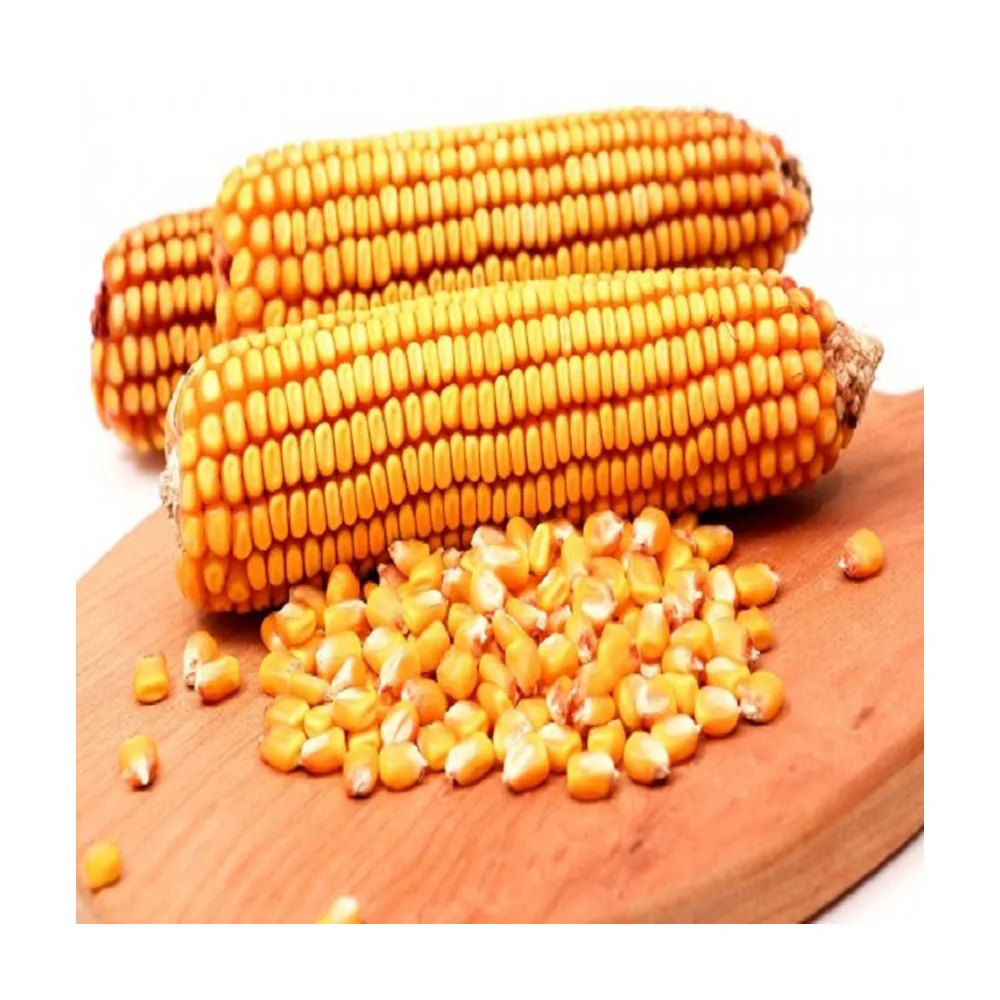Dried Grade Yellow & Red Maize/Corn/ Non-GMO fit for Human Consumption and Animal Feed