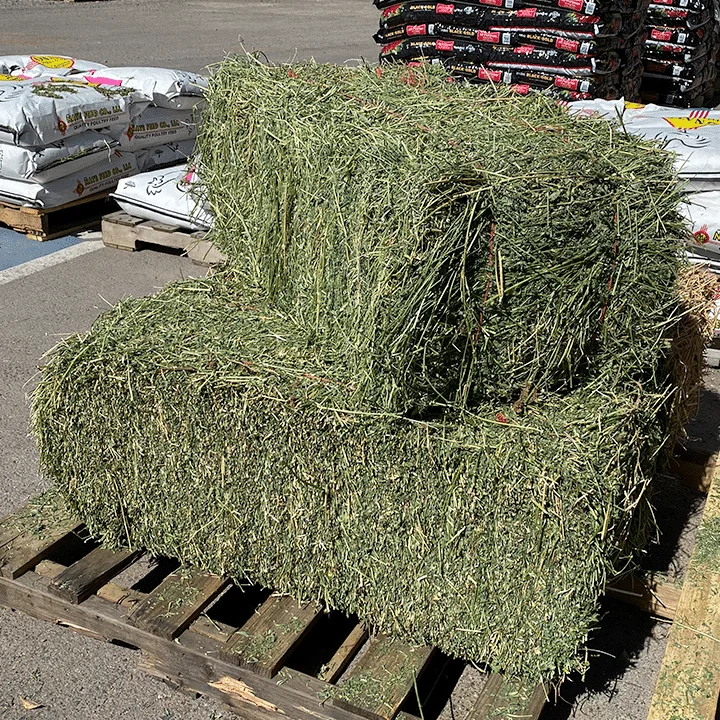 Купить Качественный Альфальфа для кормления животных
