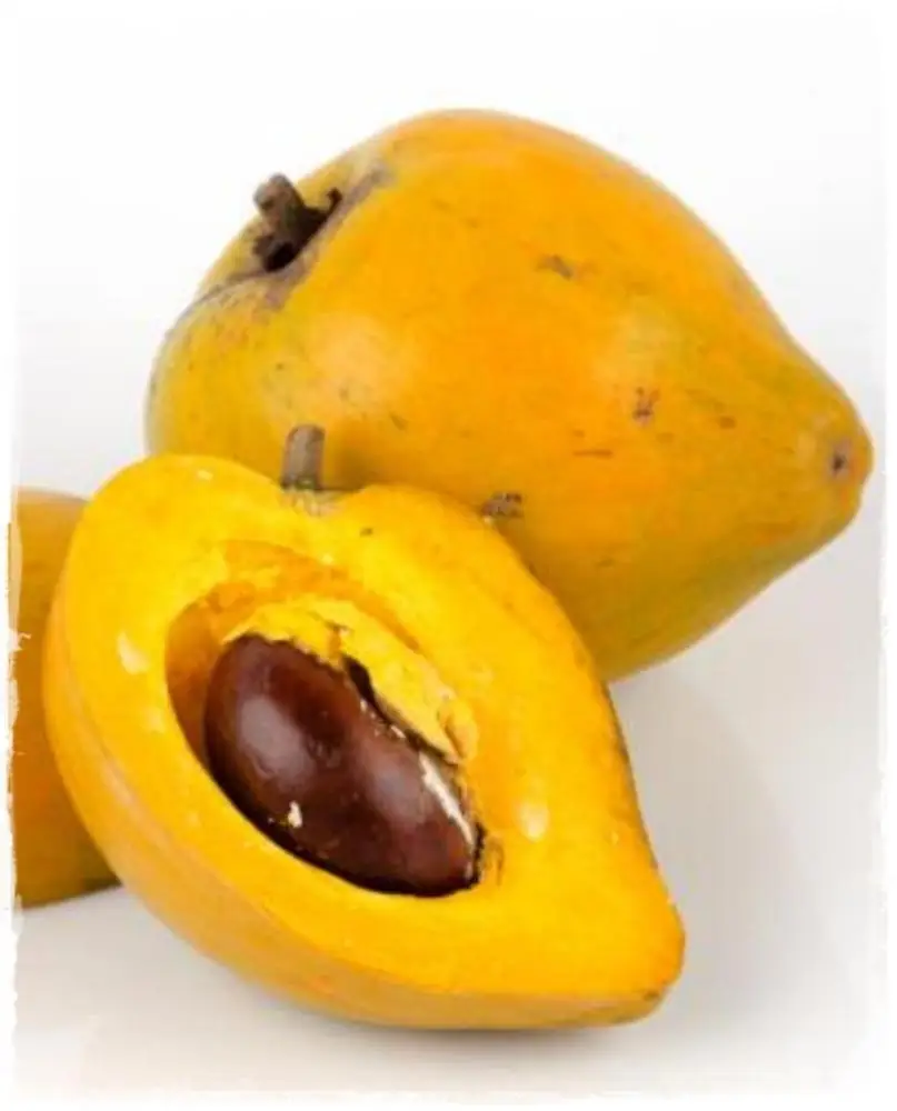 Fresh Lucuma fruit from PERU top Exporter