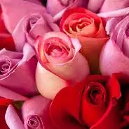 Bulk Lemon Rich Rose Essential oils Clove cinnamon turmeric Eucalyptus Cedar Wood Khus Rose Saffron Vanilla Ylang Ylang Jasmin