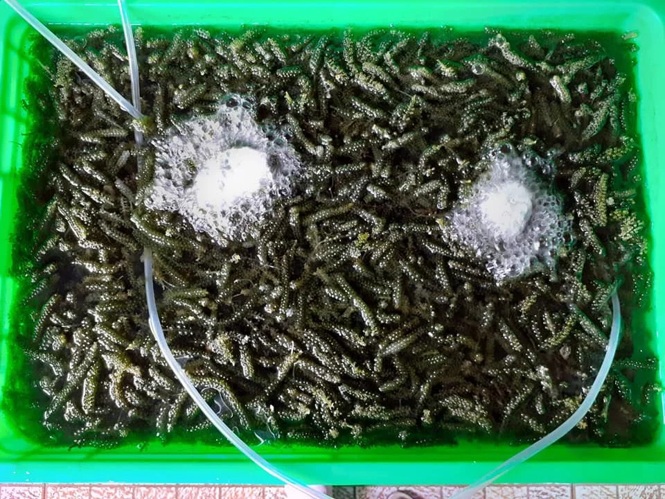 100% натуральный морской виноград из Вьетнама // WHATSAPP +