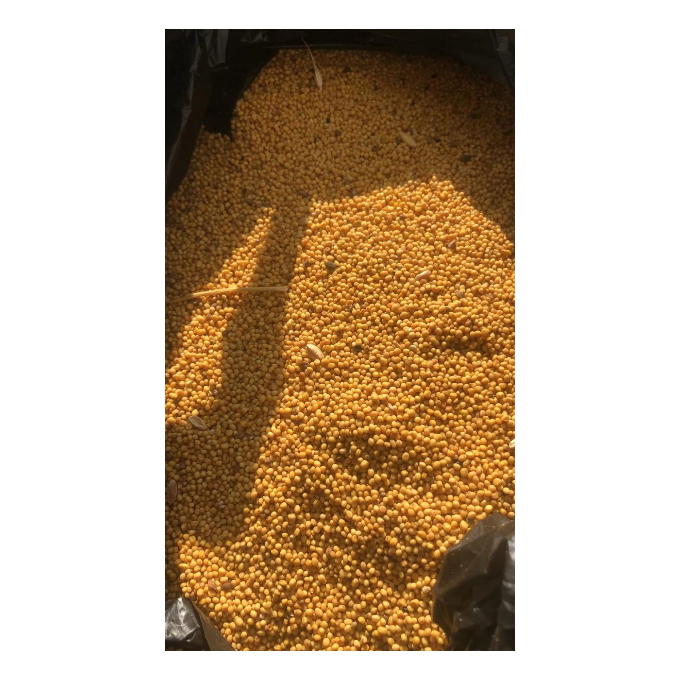 Quality natural mustard seeds in bulk, from manufacturer