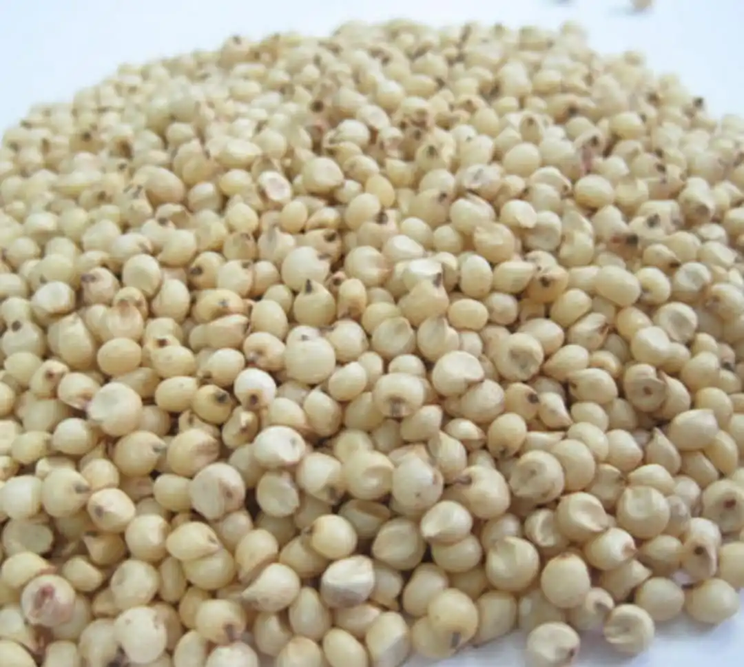 White fresh quality Sorghum Seeds