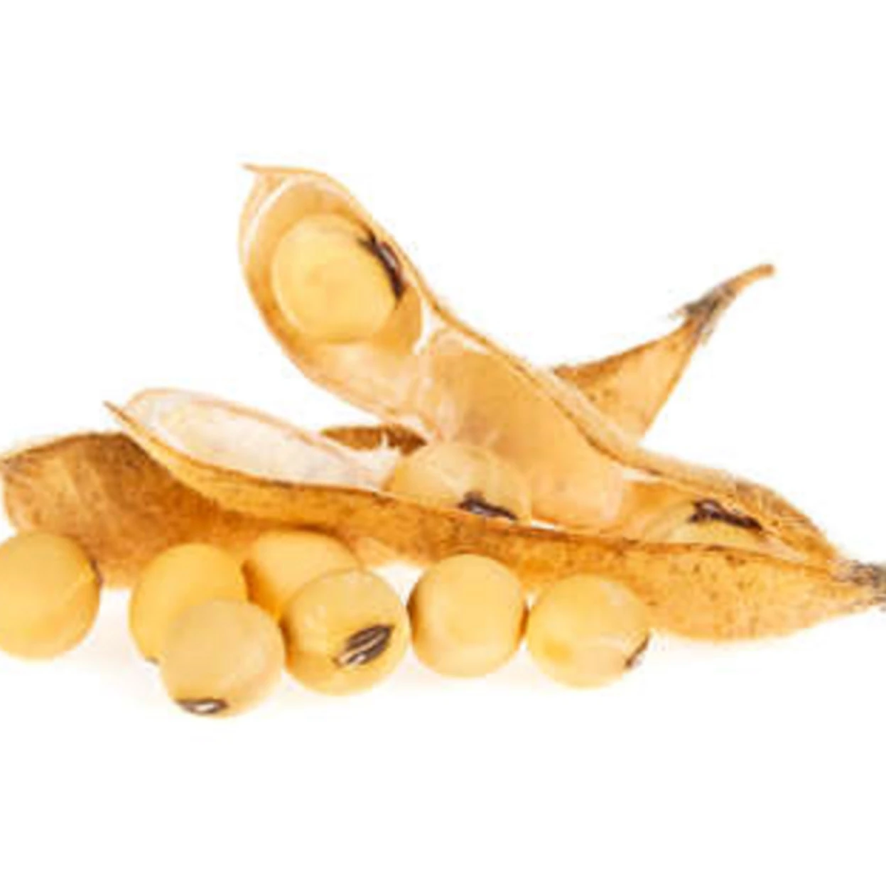 Manufacture Cheap Organic Soya Bean Seed