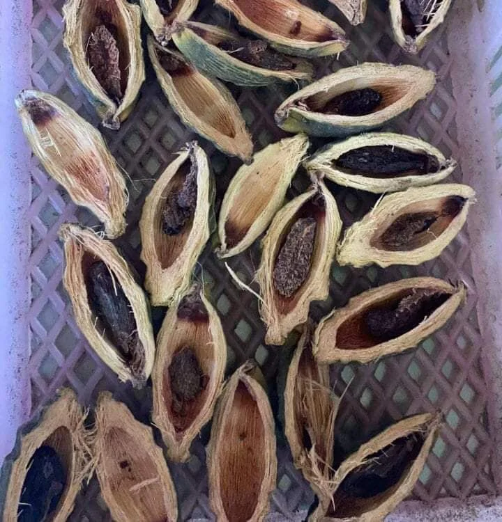 Молодой кипяченый/высушенный betel по низкой цене от компании Gia Нгуен