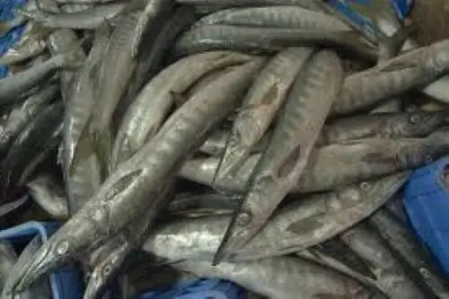 FROZEN BARRACUDA2.jpg