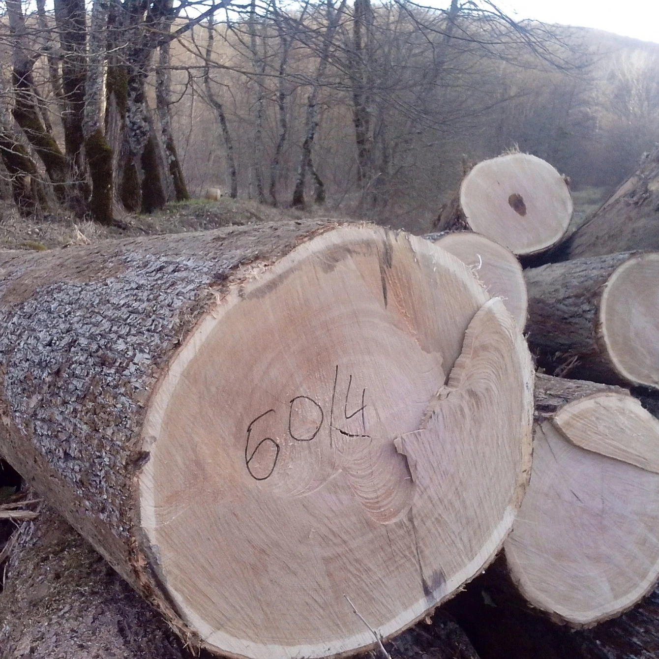 European White Oak Saw Logs, 30  cm (10000007167456)