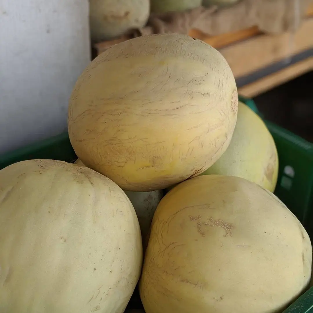 Сладкий высокопроизводительный гибрид ранней зрелости F1 Золотая Хами Сладкая Дыня