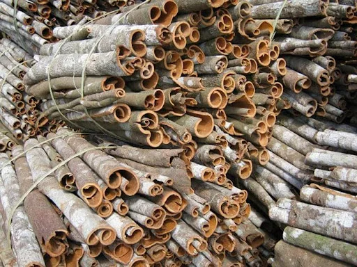 Premium Quality Cassia/ Cinnamon from Manufacture from Vietnam Ms.Lucy +84 929 397 651