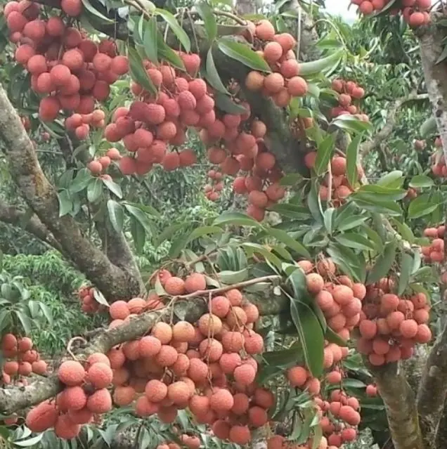 Густая личи и небольшие вкусные сочные тропические свежие фрукты очень подходят для летнего экспорта из вьетнама