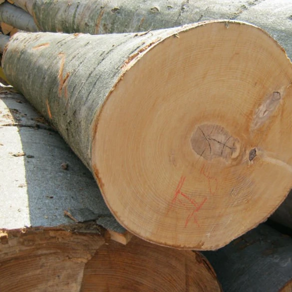 
SPRUCE BIRCH OAK ASH LOGS/TIMBER and eucalyptus timber wood logs 