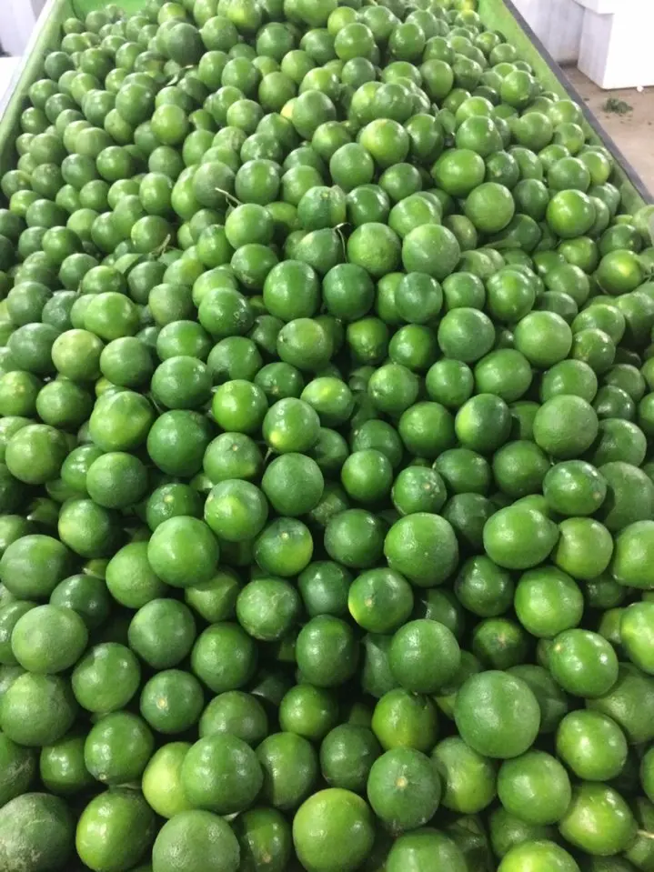 Fresh Seedless Lime Vietnam Cheap Price Green Lemon +84 348130861