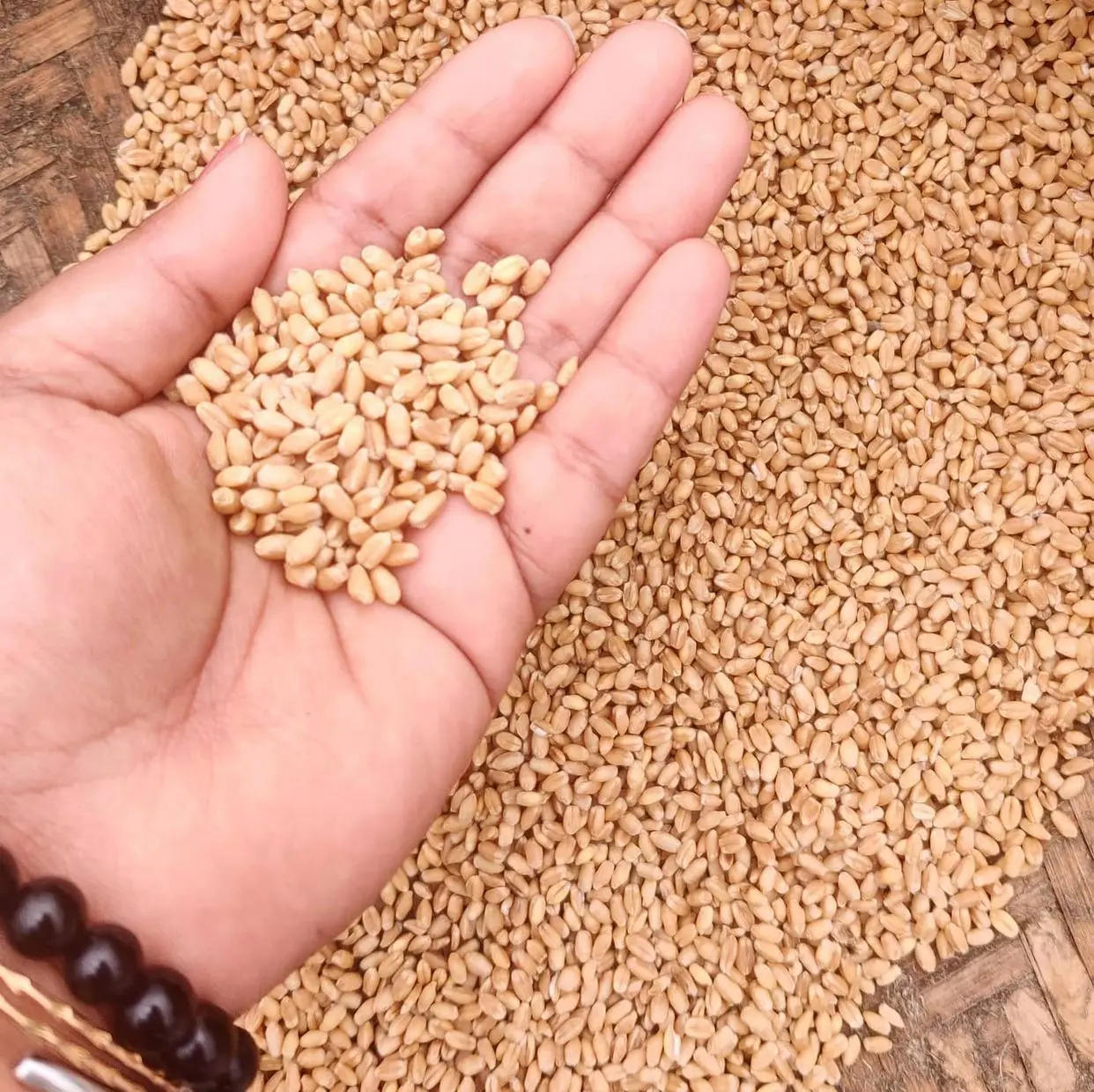 Durum Dried Russian Wheat Grains