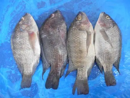TILAPIA FROZEN WHOLE/FILLET/GILLED GUTTED PREMIUM QUALITY FOR SALE