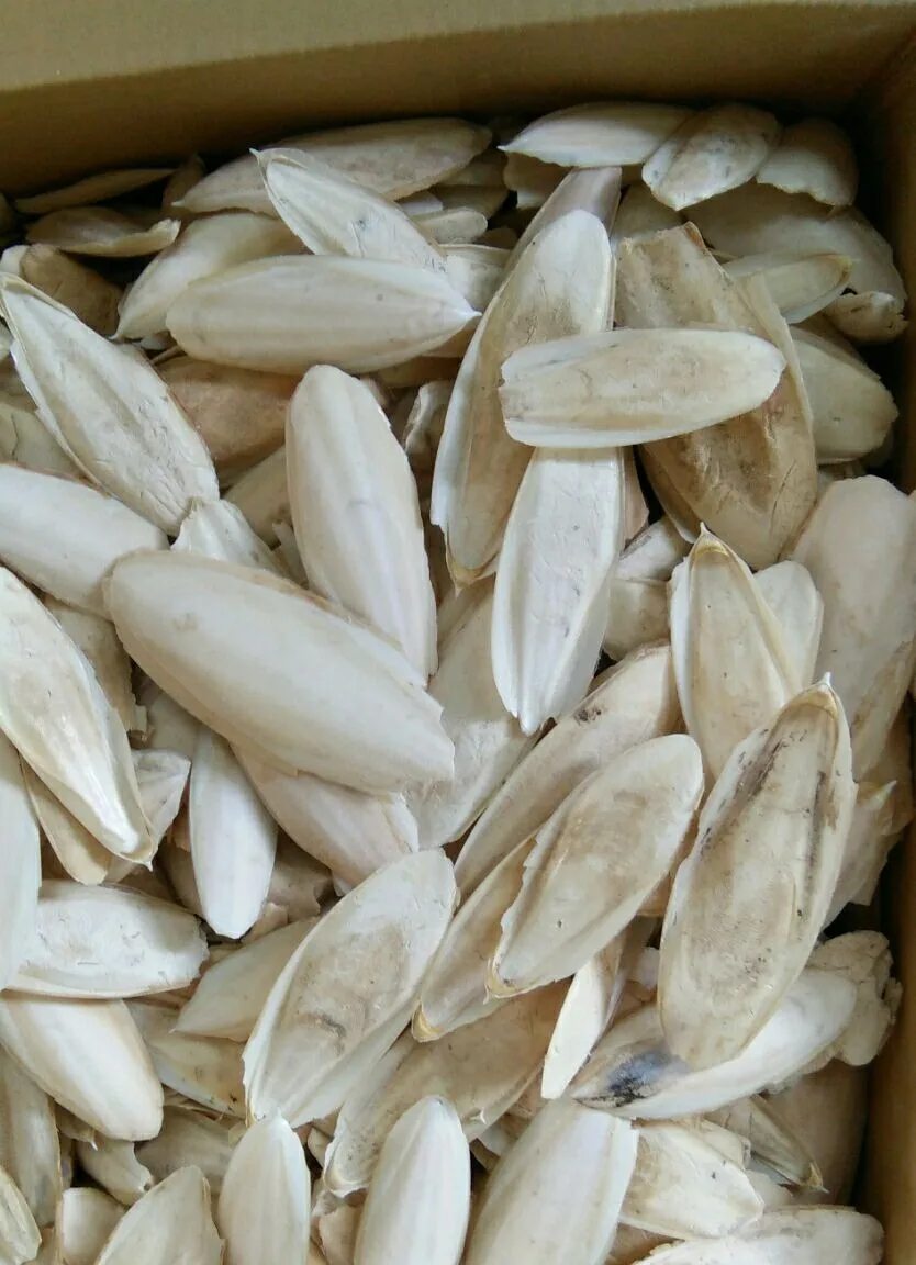VARIOUS SIZE CUTTLEFISH BONE / CUTTLEBONE - WHATSAPP +84 896 611 913