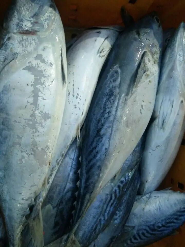 Frozen Bonito Tuna Fish Whole Round From Vietnam Cheap Price- Whatsapp 0084 989 322 607