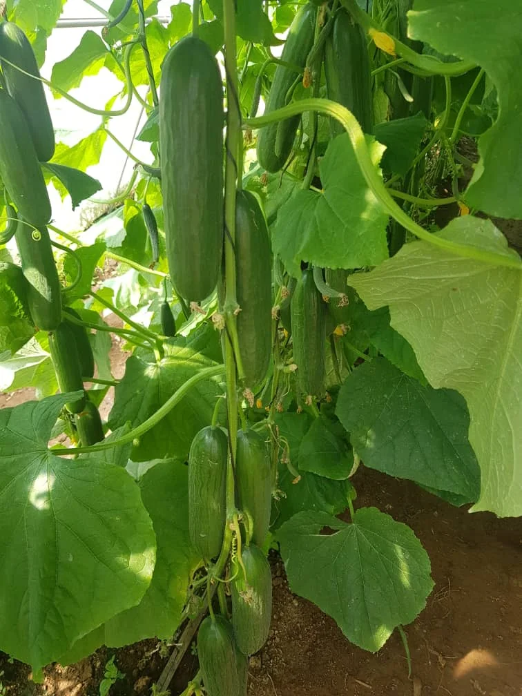 
2021 NEW HIGH YEILD DARK GREEN HOUSE DUTCH CUCUMBER SEEDS F1 