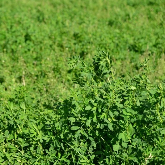 
HIGH QUALITY ALFALFA HAY BALE FROM TURKEY 