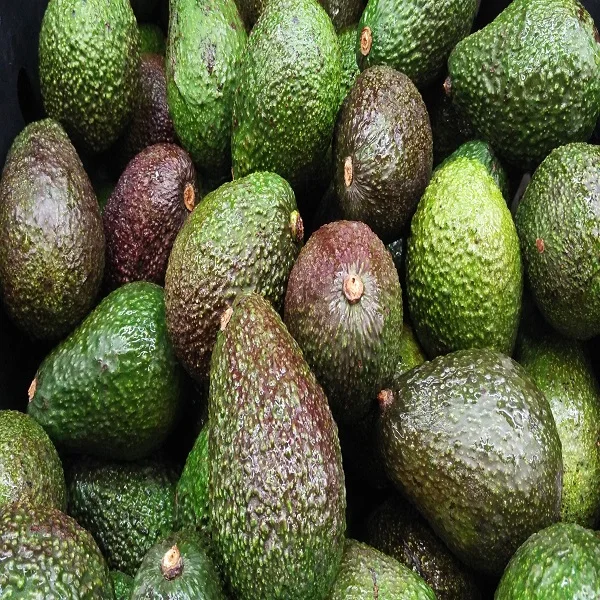Fresh HASS Avocados Green from Mexico, Avocado Pear