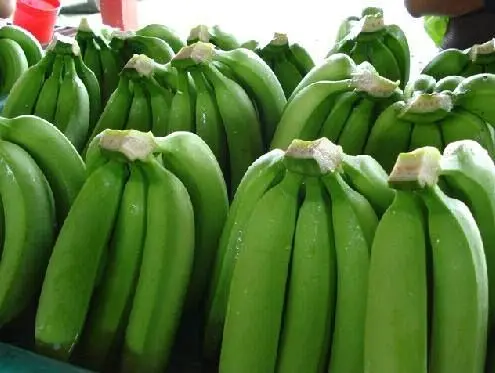 Finest Quality Big Size Fresh  Green Banana (Musa paradisiaca) 100% Exportable In Wholesale Price From India.