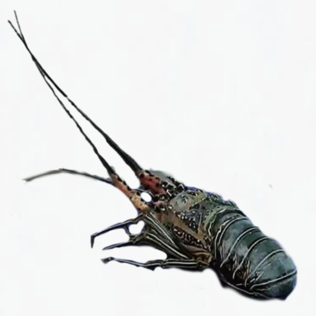 Spiny Lobster / Frozen Lobster Tails / Fresh Live Lobsters for sale