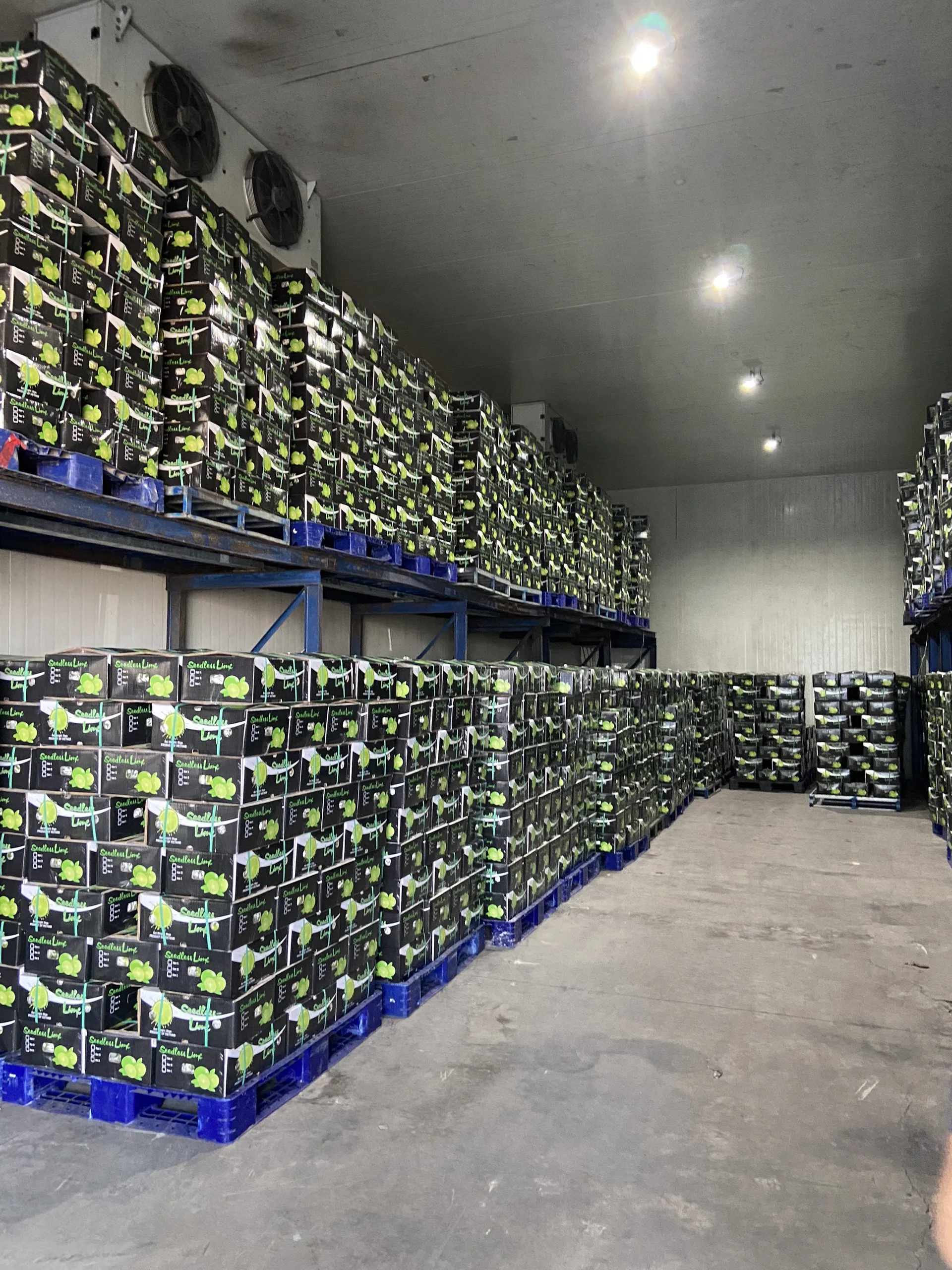 Высокое качество свежий лимон/Лучшая цена зеленый лимон/мисс Эстер (WhatsApp: + 84