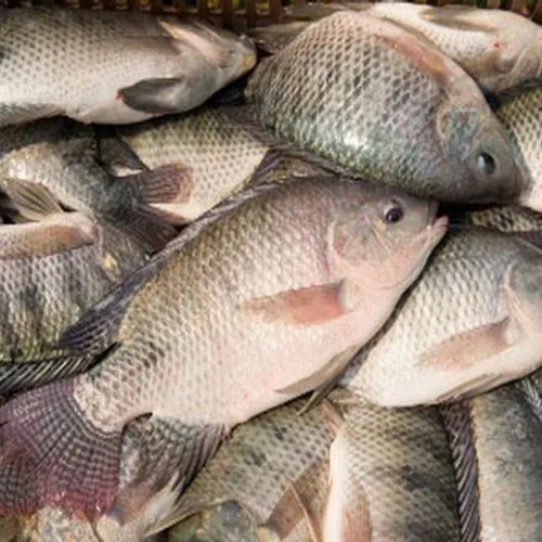 Natural Well Trimmed Frozen Tilapia Fillet Clean Made in Viet Nam Frozen tilapia fish Hot selling farm live fresh Wholesale