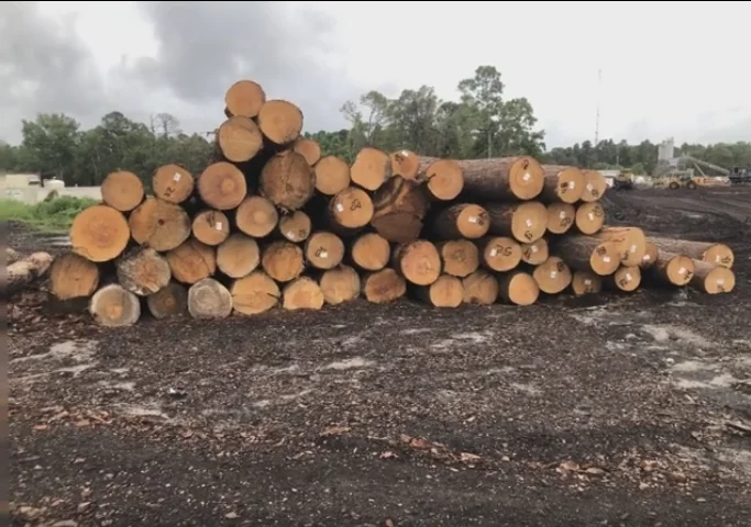 Southern yellow pine log1.PNG