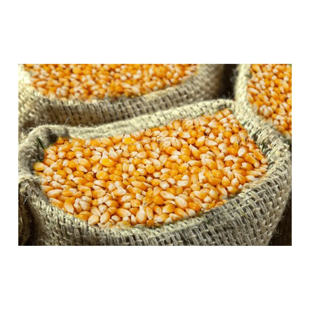 Dried Grade 2 Yellow Maize/Corn, Non-GMO, Fit for Human Consumption and Animal Feed, Origin