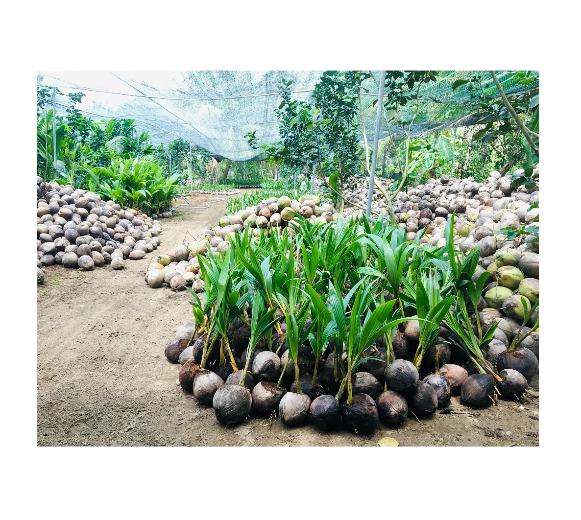 
 Рассады кокосового дерева/зеленые сиамские рассады кокосового дерева для посадки по лучшей цене из Вьетнама // Рейчел: + 84896436456  