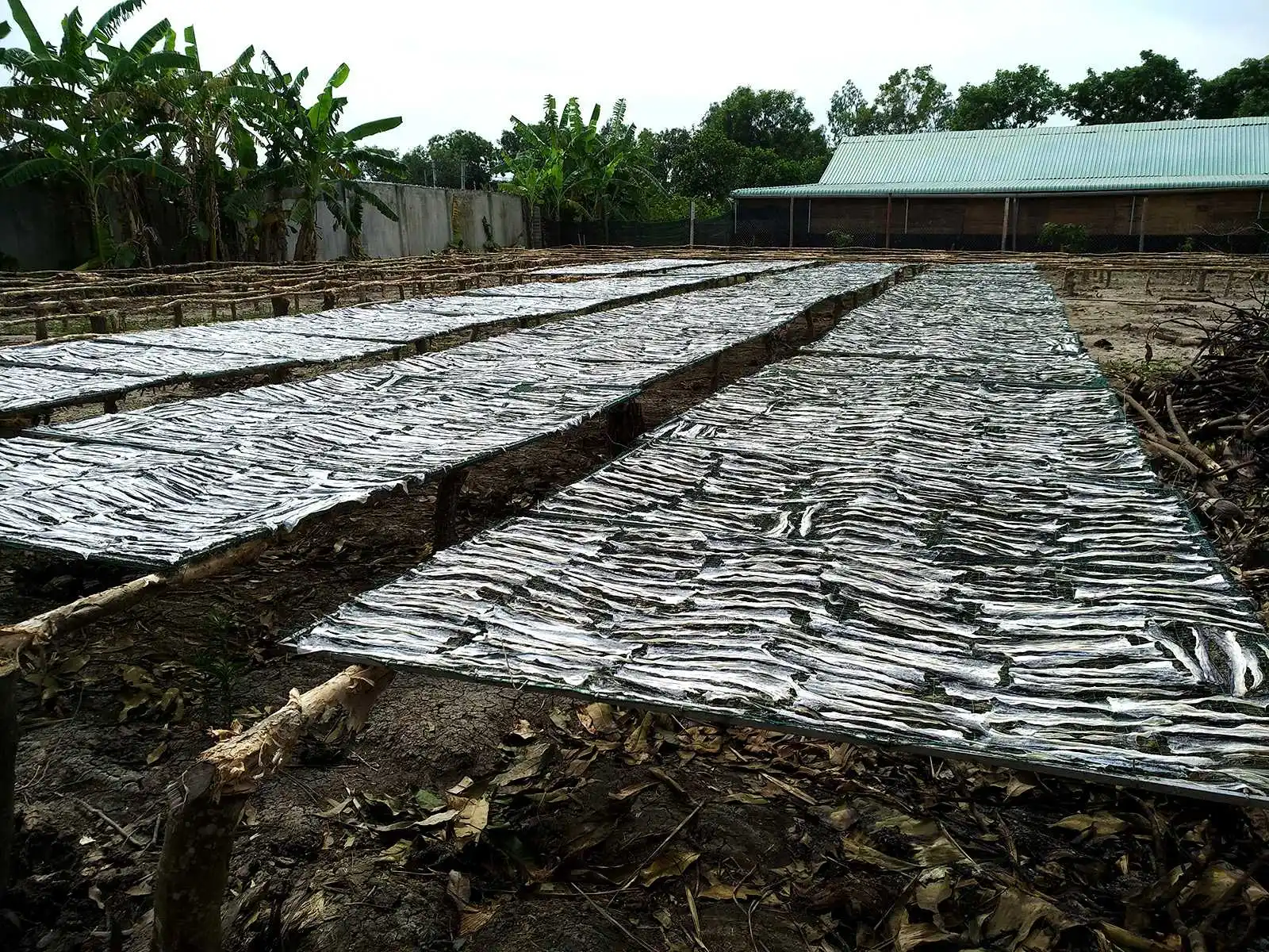 
Dried fish skin Pangasius for snack from Viet Nam 