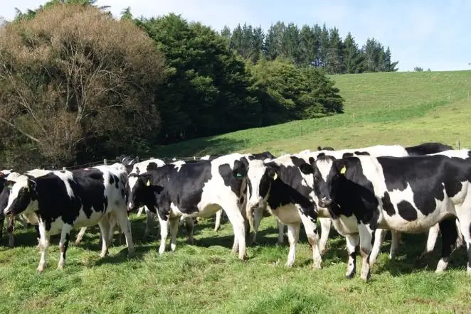 Здоровая Беременная голландская хиффера Holstein коров/скот Friesian