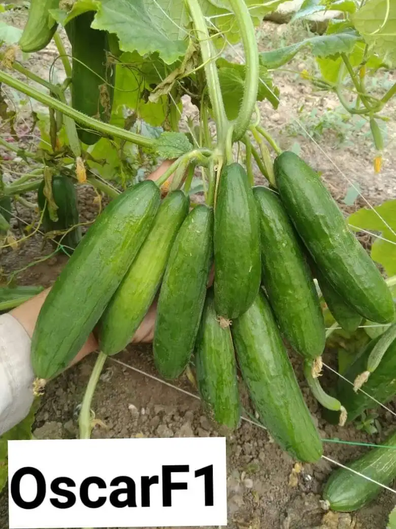 
2021 NEW HIGH YEILD GREEN HOUSE GYNOECIOUS CUCUMBER SEEDS F1 FOR UAE 