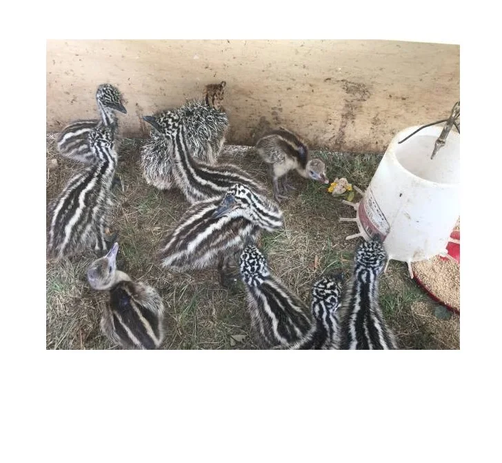 Эму и яйца для продажи