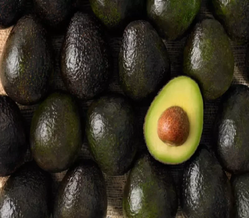 Thick and yummy Mexican Hass Avocado suppliers / matured avocado suppliers