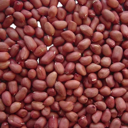 
High Quality Peanut, Groundnuts Available in Large Stock 