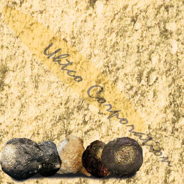 Premium Standard Maca Powder 4:1, BIO