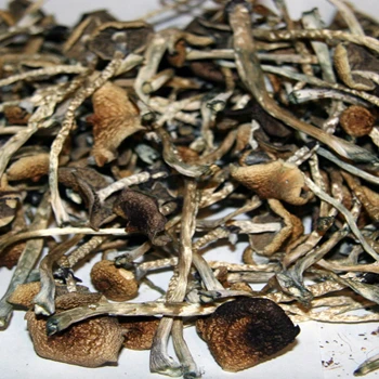 Натуральный волшебный дикий гриб высокого качества, высушенный черный гриб, оптовая продажа, хорошее качество