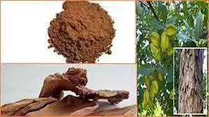 Arjuna Bark Powder from Indian Agri Farm Whatsapp + 919619091811