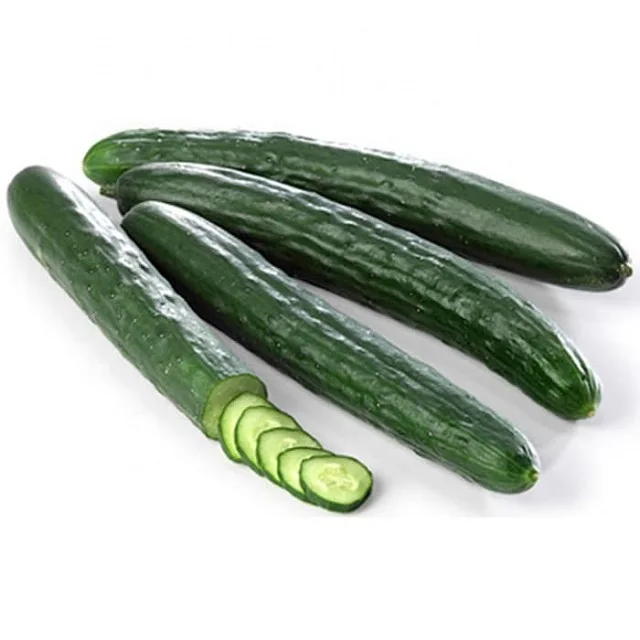 Best Price High Quality Fresh Cucumber Denmark
