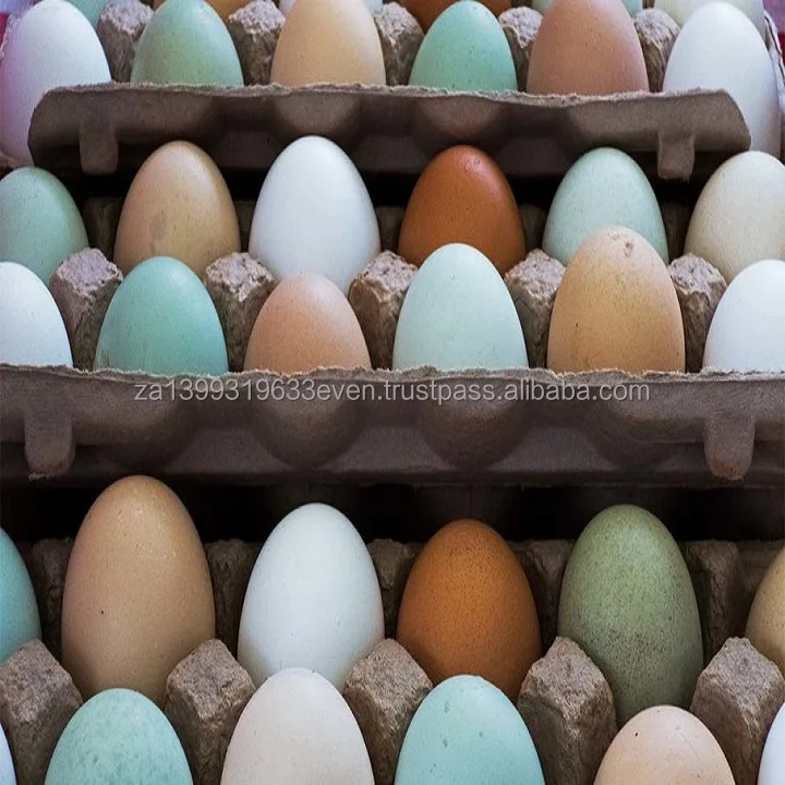 eggs-colors.jpg